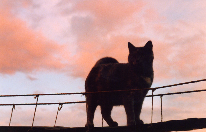 Bridge Cat